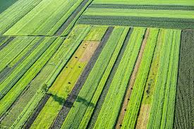 field